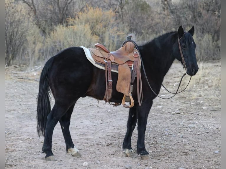 Fox trotter de Missouri Caballo castrado 12 años 142 cm Negro in Camp Verde AZ