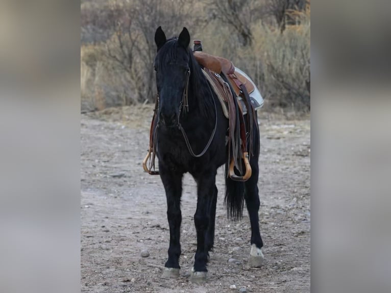 Fox trotter de Missouri Caballo castrado 12 años 142 cm Negro in Camp Verde AZ