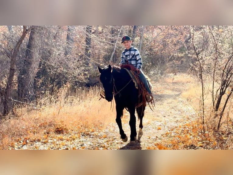 Fox trotter de Missouri Caballo castrado 12 años 142 cm Negro in Camp Verde AZ