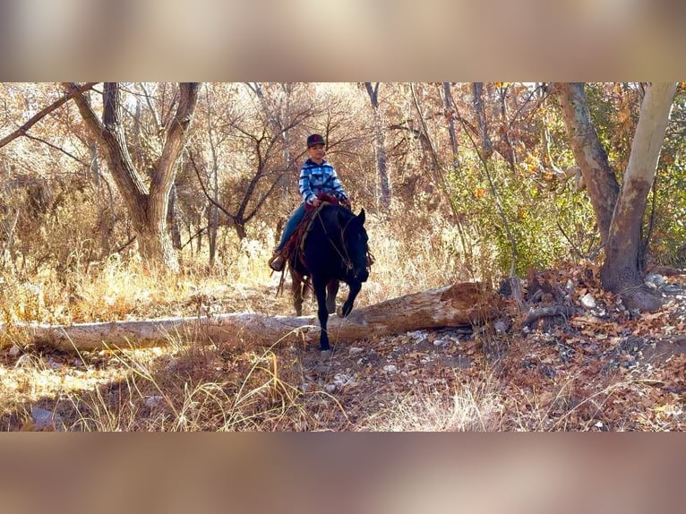 Fox trotter de Missouri Caballo castrado 12 años 142 cm Negro in Camp Verde AZ