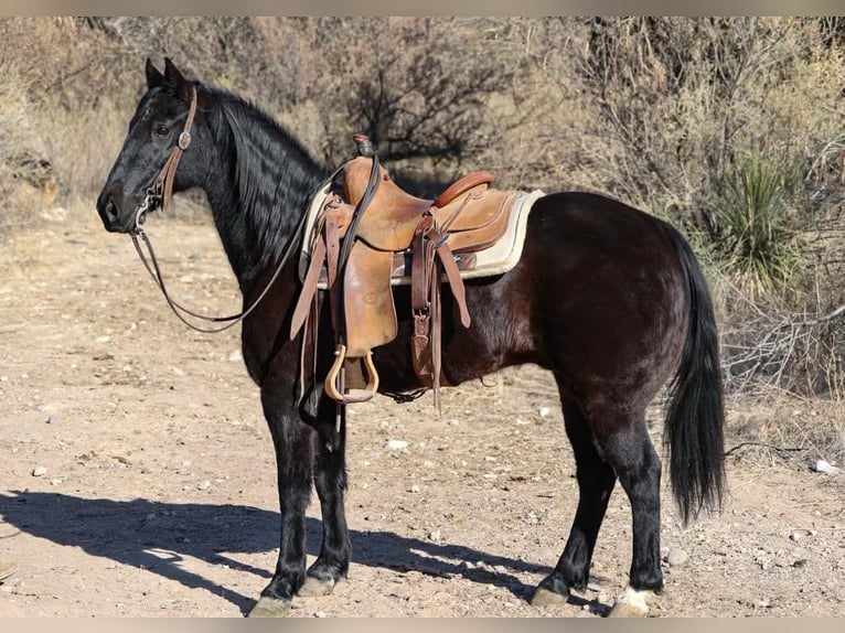 Fox trotter de Missouri Caballo castrado 12 años 142 cm Negro in Camp Verde AZ