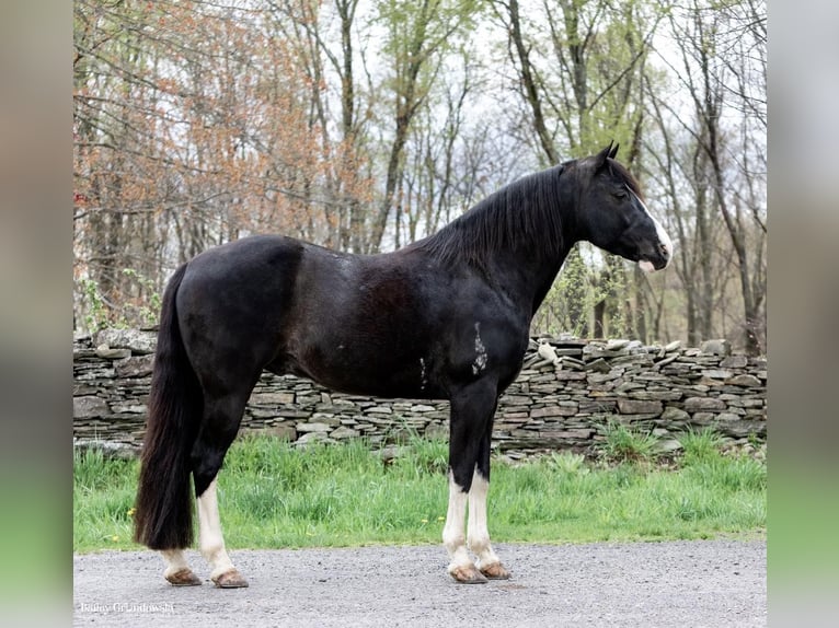 Fox trotter de Missouri Caballo castrado 12 años 145 cm Negro in Everett PA