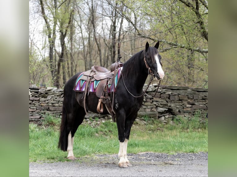 Fox trotter de Missouri Caballo castrado 12 años 145 cm Negro in Everett PA