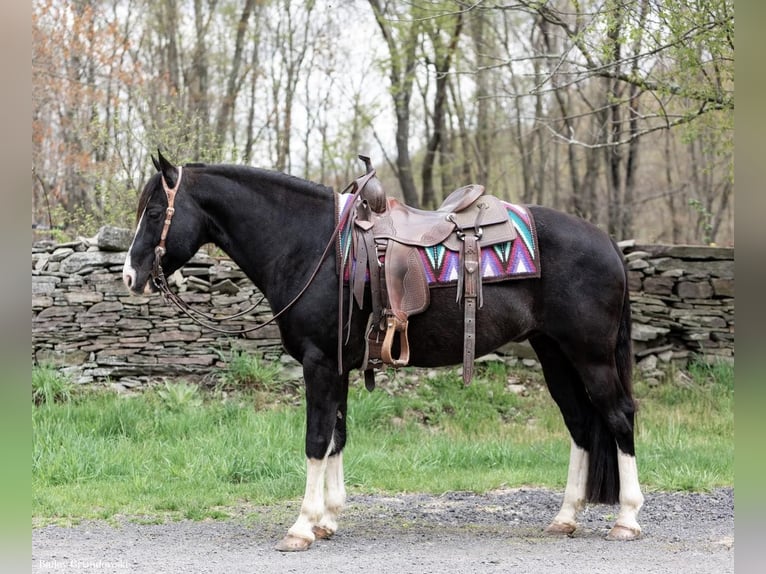 Fox trotter de Missouri Caballo castrado 12 años 145 cm Negro in Everett PA