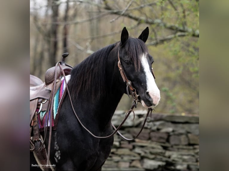 Fox trotter de Missouri Caballo castrado 12 años 145 cm Negro in Everett PA