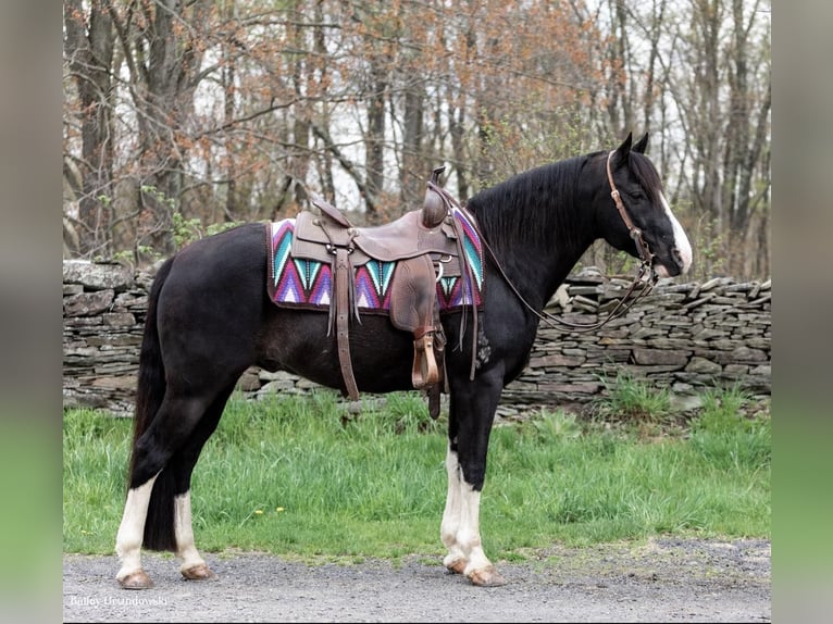 Fox trotter de Missouri Caballo castrado 12 años 145 cm Negro in Everett PA