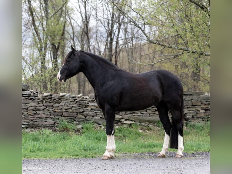 Fox trotter de Missouri Caballo castrado 12 años 145 cm Negro in Everett PA