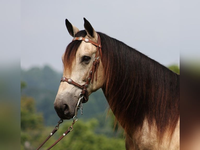 Fox trotter de Missouri Caballo castrado 12 años 150 cm Buckskin/Bayo in Mount Vernon, KY