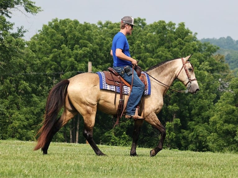 Fox trotter de Missouri Caballo castrado 12 años 150 cm Buckskin/Bayo in Mount Vernon, KY