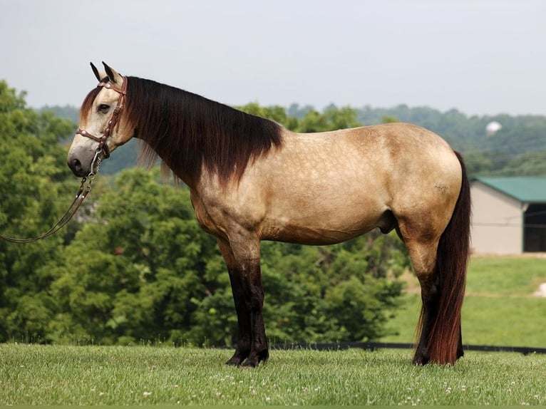 Fox trotter de Missouri Caballo castrado 12 años 150 cm Buckskin/Bayo in Mount Vernon, KY