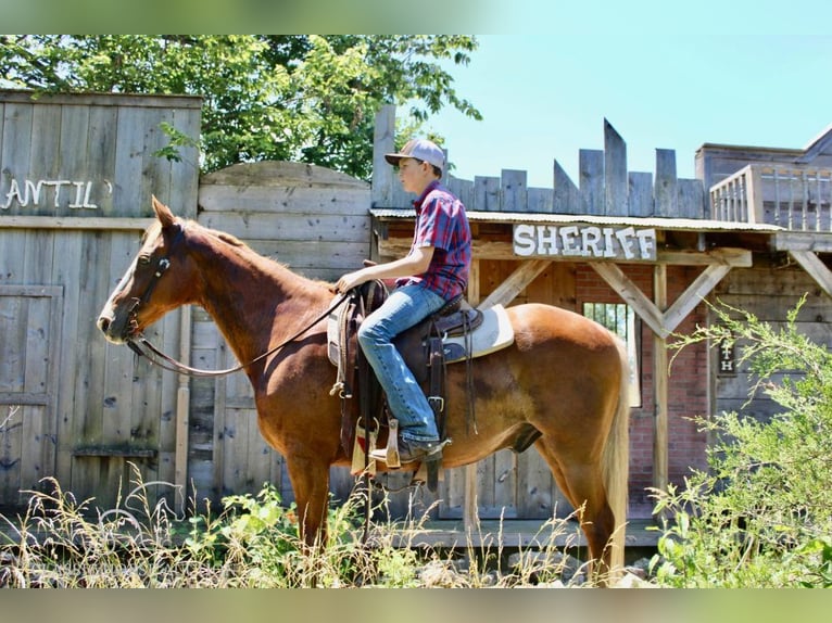 Fox trotter de Missouri Caballo castrado 12 años 152 cm Alazán rojizo in Willow Springs, MO