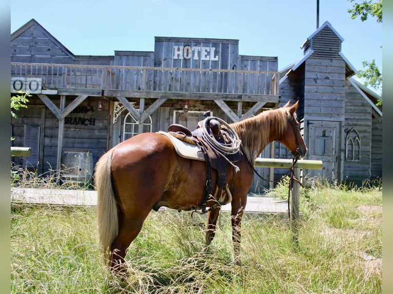 Fox trotter de Missouri Caballo castrado 12 años 152 cm Alazán rojizo in Willow Springs, MO