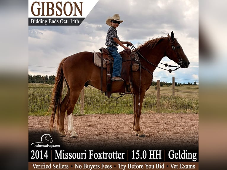 Fox trotter de Missouri Caballo castrado 12 años 152 cm Alazán-tostado in Larkspur, CO