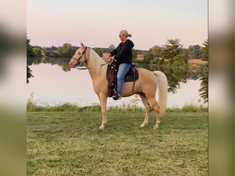 Fox trotter de Missouri Caballo castrado 12 años 152 cm Palomino in Ancram NY