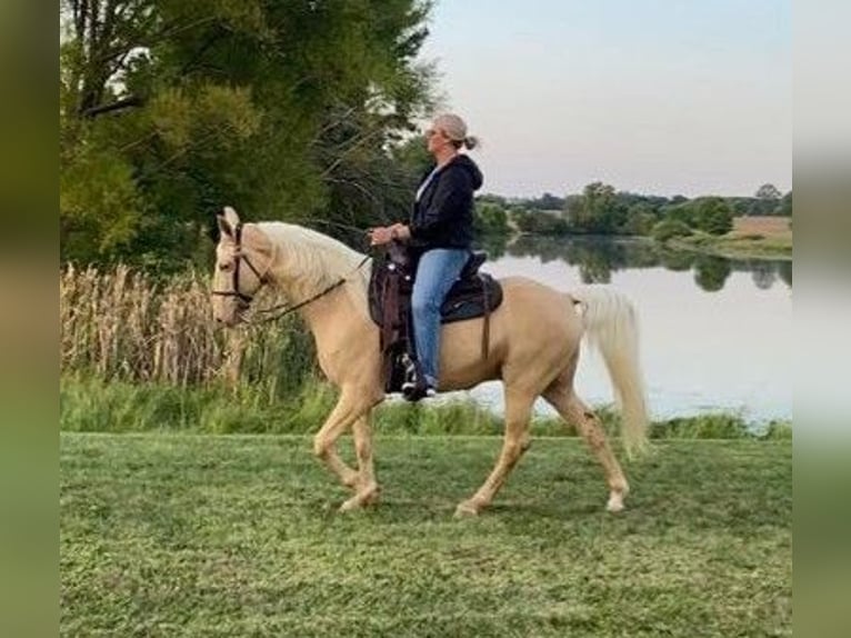 Fox trotter de Missouri Caballo castrado 12 años 152 cm Palomino in Ancram NY