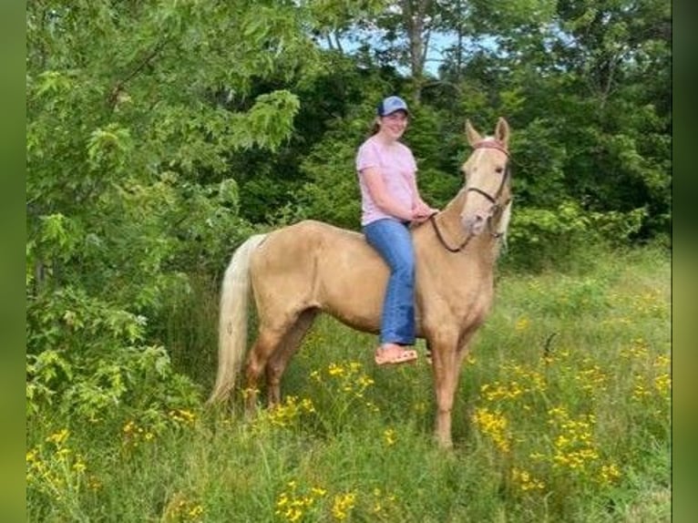 Fox trotter de Missouri Caballo castrado 12 años 152 cm Palomino in Ancram NY