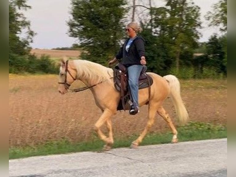 Fox trotter de Missouri Caballo castrado 12 años 152 cm Palomino in Ancram NY