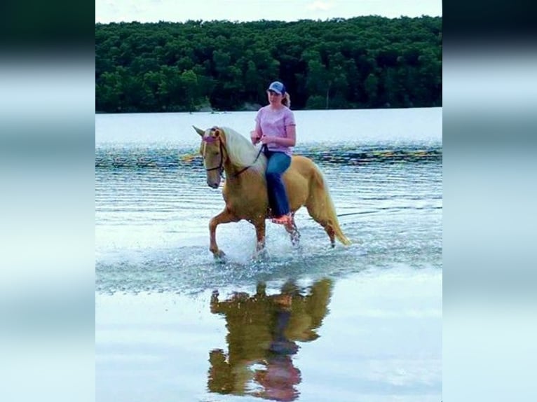 Fox trotter de Missouri Caballo castrado 12 años 152 cm Palomino in Ancram NY