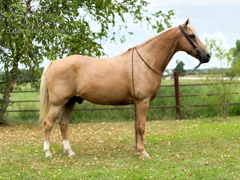 Fox trotter de Missouri Caballo castrado 12 años 152 cm Palomino in Houston MO