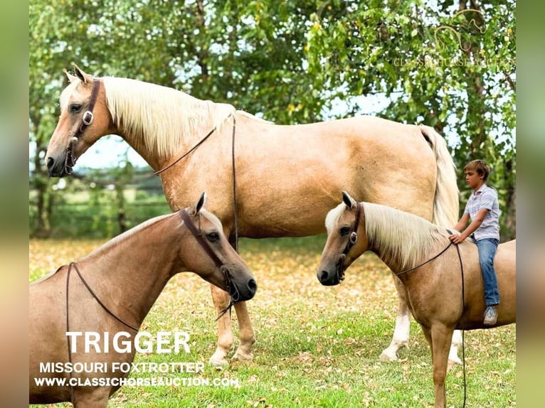 Fox trotter de Missouri Caballo castrado 12 años 152 cm Palomino in Houston MO