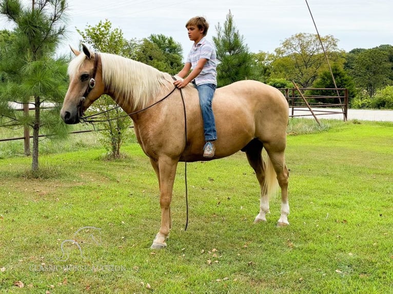 Fox trotter de Missouri Caballo castrado 12 años 152 cm Palomino in Houston MO