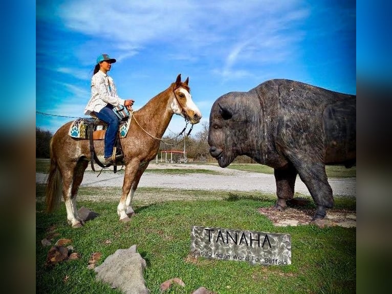 Fox trotter de Missouri Caballo castrado 12 años 155 cm in Caddo OK