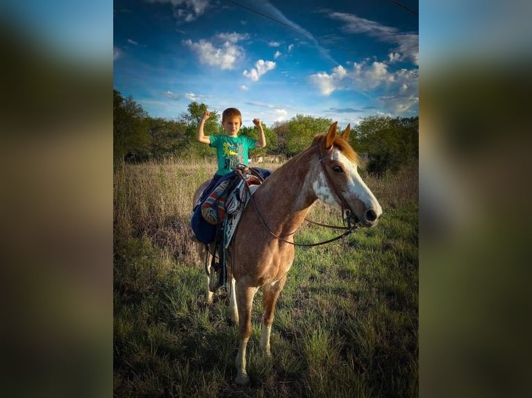 Fox trotter de Missouri Caballo castrado 12 años 155 cm in Caddo OK