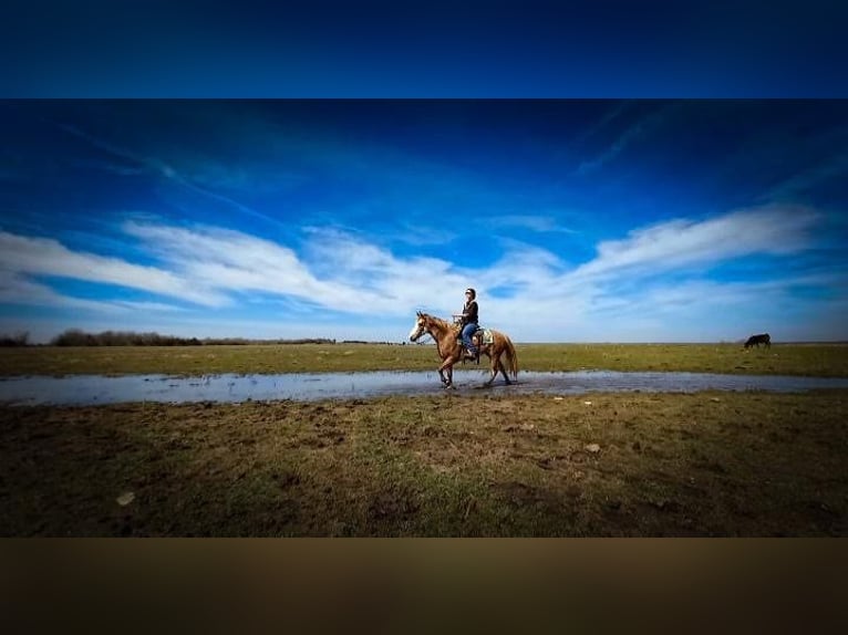 Fox trotter de Missouri Caballo castrado 12 años 155 cm in Caddo OK