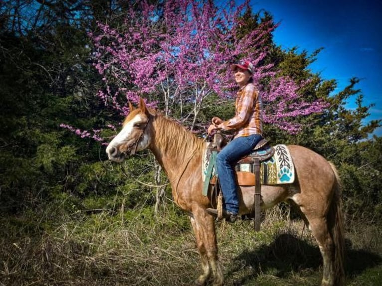 Fox trotter de Missouri Caballo castrado 12 años 155 cm in Caddo OK