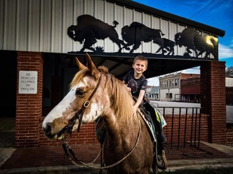 Fox trotter de Missouri Caballo castrado 12 años 155 cm in Caddo OK