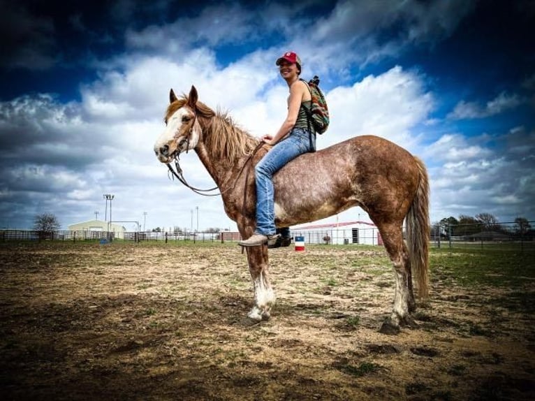 Fox trotter de Missouri Caballo castrado 12 años 155 cm Ruano alazán in Caddo OK