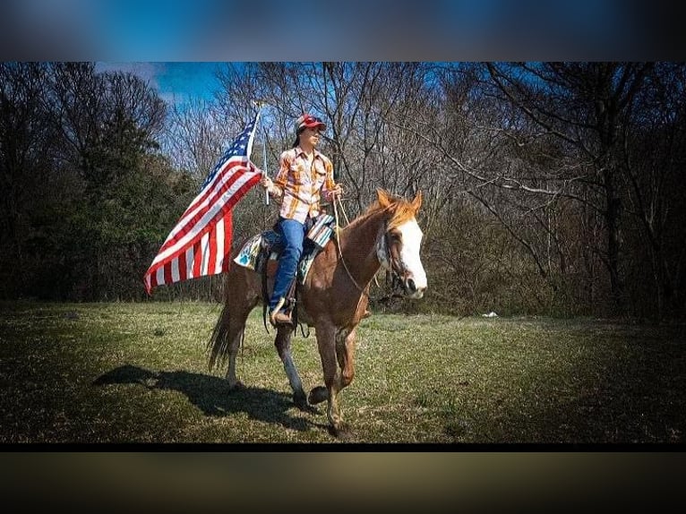 Fox trotter de Missouri Caballo castrado 12 años 155 cm Ruano alazán in Caddo OK