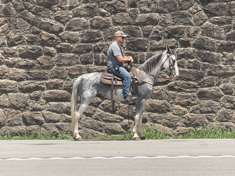 Fox trotter de Missouri Caballo castrado 12 años 157 cm Tordo in Whitley City KY