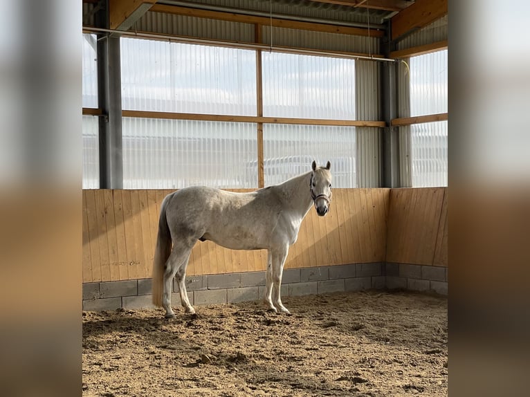 Fox trotter de Missouri Caballo castrado 12 años 160 cm Tordo in Euskirchen-Schweinheim