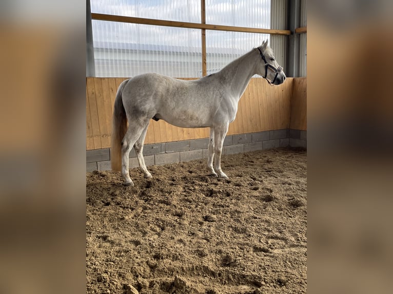 Fox trotter de Missouri Caballo castrado 12 años 160 cm Tordo in Euskirchen-Schweinheim