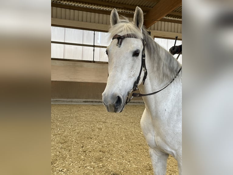 Fox trotter de Missouri Caballo castrado 12 años 160 cm Tordo in Euskirchen-Schweinheim