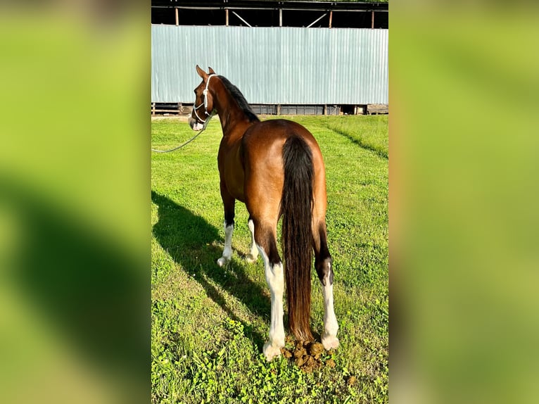 Fox trotter de Missouri Caballo castrado 12 años Castaño-ruano in West Liberty Ky