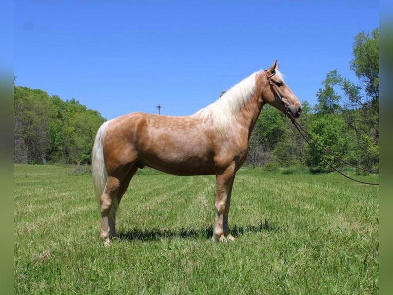 Fox trotter de Missouri Caballo castrado 12 años Palomino in Salyersville KY