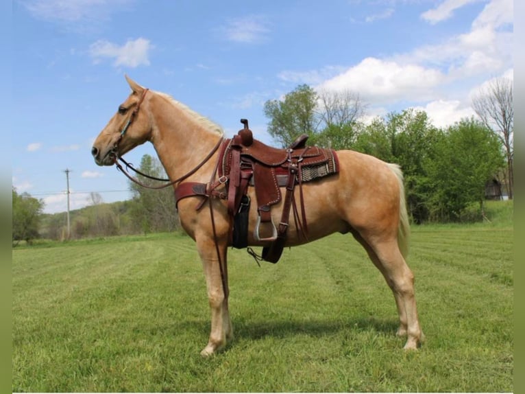 Fox trotter de Missouri Caballo castrado 12 años Palomino in Salyersville KY