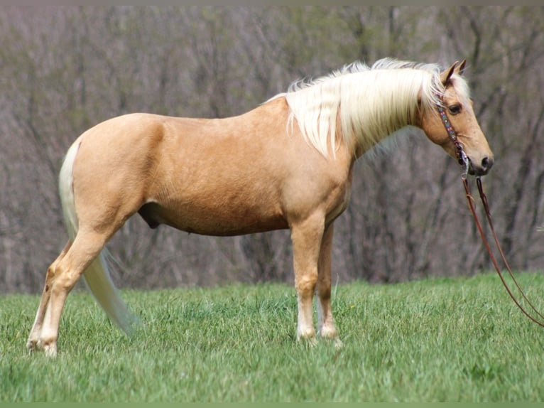 Fox trotter de Missouri Caballo castrado 12 años Palomino in Crab Orchard Ky