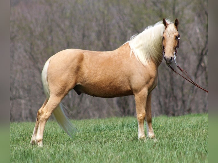 Fox trotter de Missouri Caballo castrado 12 años Palomino in Crab Orchard Ky