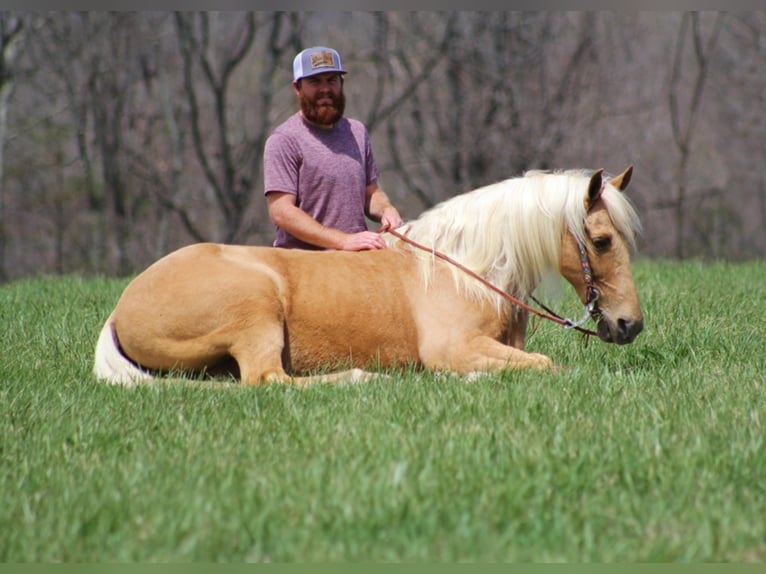 Fox trotter de Missouri Caballo castrado 12 años Palomino in Crab Orchard Ky