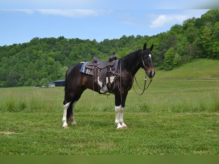 Fox trotter de Missouri Caballo castrado 12 años Tobiano-todas las-capas in Salyersville Ky