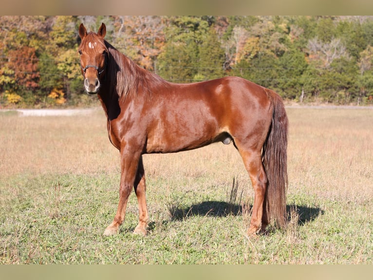Fox trotter de Missouri Caballo castrado 13 años 145 cm Alazán-tostado in Festus