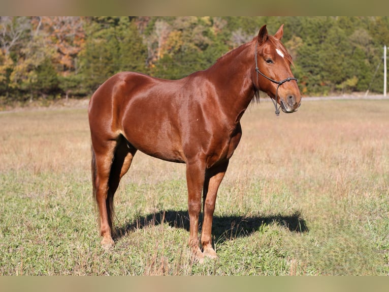 Fox trotter de Missouri Caballo castrado 13 años 145 cm Alazán-tostado in Festus