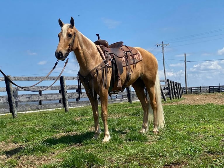 Fox trotter de Missouri Caballo castrado 13 años 150 cm Palomino in Flemingsburg Ky