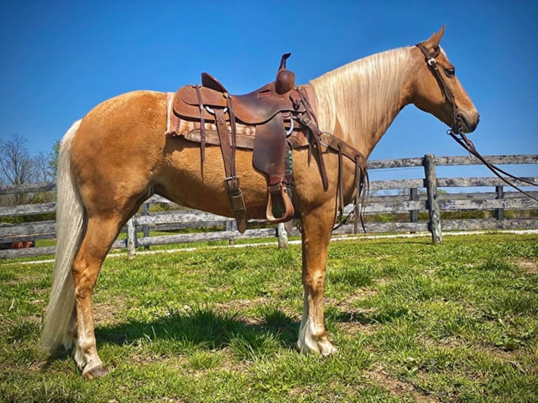 Fox trotter de Missouri Caballo castrado 13 años 150 cm Palomino in Flemingsburg Ky