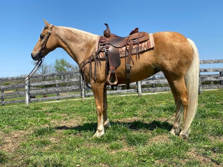 Fox trotter de Missouri Caballo castrado 13 años 150 cm Palomino in Flemingsburg Ky