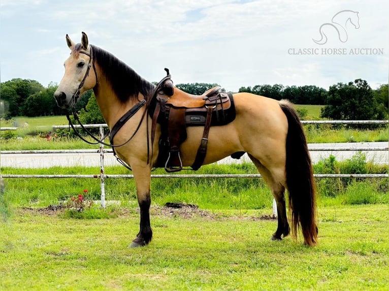 Fox trotter de Missouri Caballo castrado 13 años 152 cm Buckskin/Bayo in Houston, MO