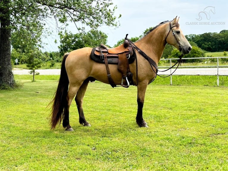 Fox trotter de Missouri Caballo castrado 13 años 152 cm Buckskin/Bayo in Houston, MO